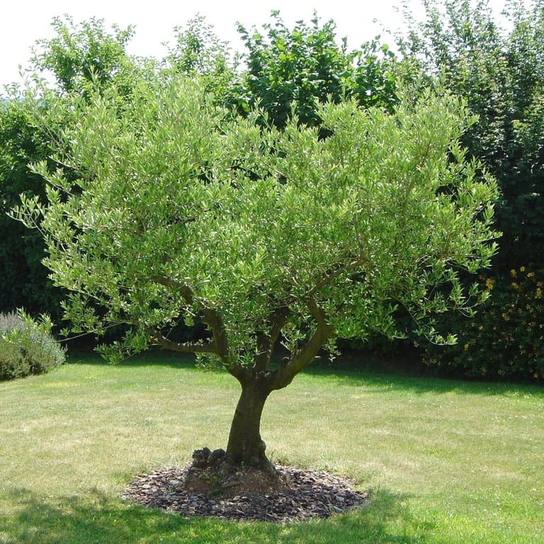 National Plant Network 4 in. Olive Tree - Walmart.com
