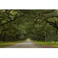 thumbnail image 2 of Miller, Anna 24x17 White Modern Wood Framed Museum Art Print Titled - Live Oak Alley-Wormsloe Plantation-Savannah-USA, 2 of 4