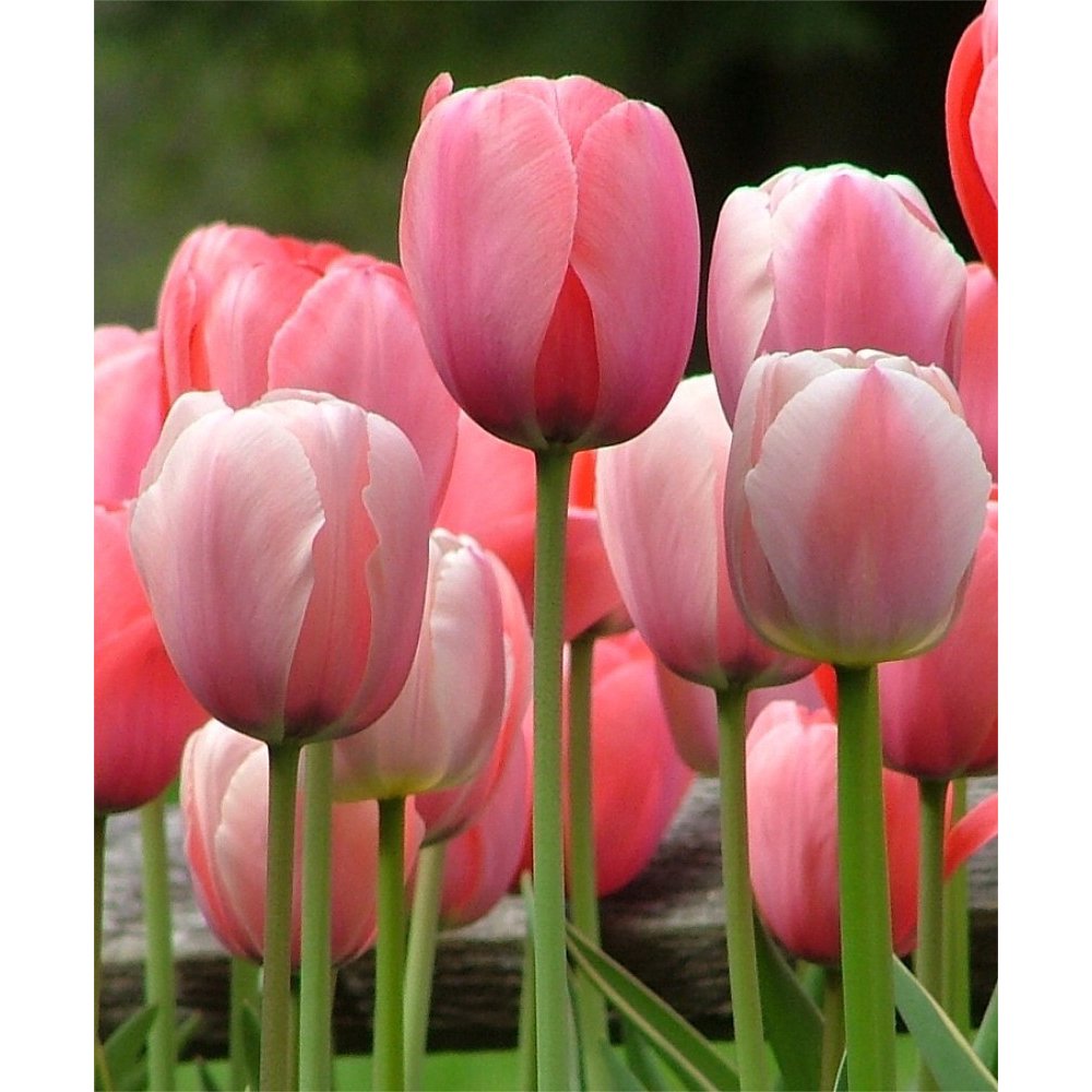 Pink Impression Darwin Tulip 20 Bulbs Super Value! 12/+ cm