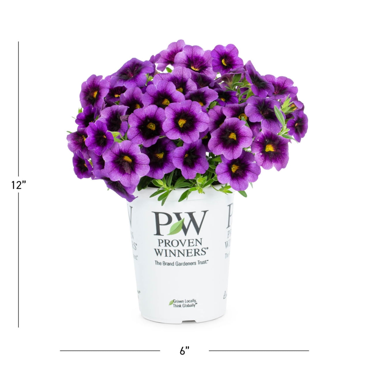 Proven Winners 1.5PT Purple Calibrachoa Live Annual Plant Sun 5-Pack