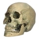 thumbnail image 1 of Modelo de calavera de Halloween Sincero de resina para decoración de fiestas, 1 of 10