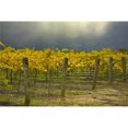 thumbnail image 1 of Posterazzi DPI1865764 Vineyard Poster Print, 19 x 12, 1 of 1