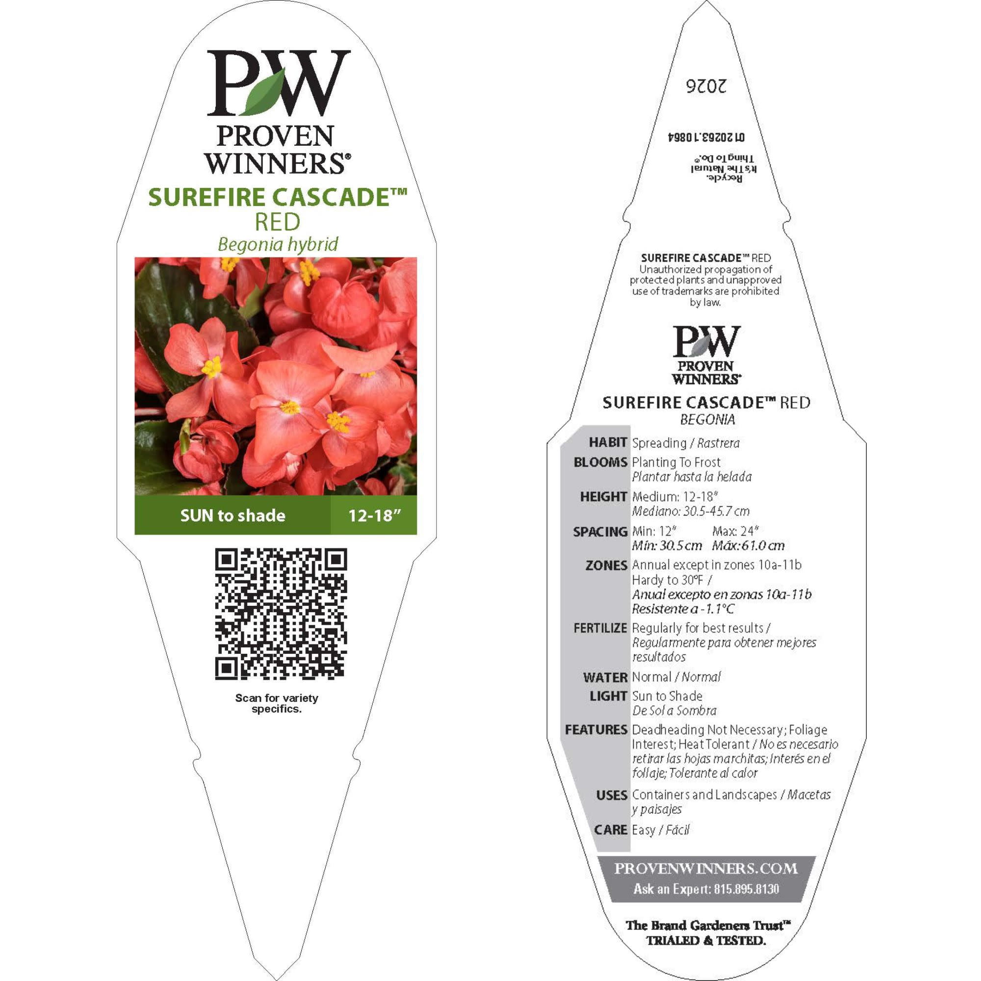 Proven Winners 4" Surefire Cascade Red Begonia Live Plant in 4.25" Pot (4 Count)