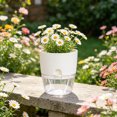 thumbnail image 4 of Self Watering Flowerpot Plant Pot with Clear Water Reservoir Wick Ropes Modern Tabletop Plant Pot for Indoor Plants, 4 of 8