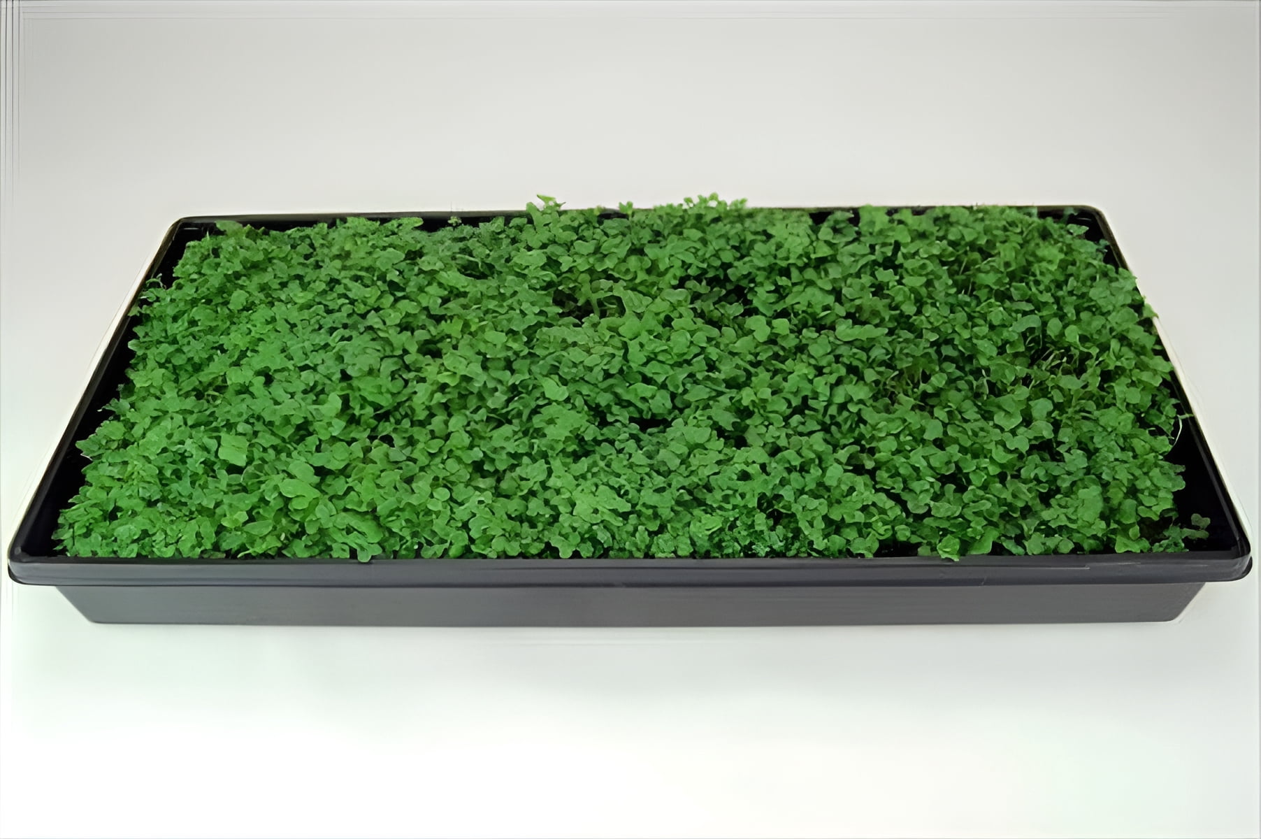 9GreenBox 20" x 10" Plant Germination Trays with No Drain Holes (10 Pack)