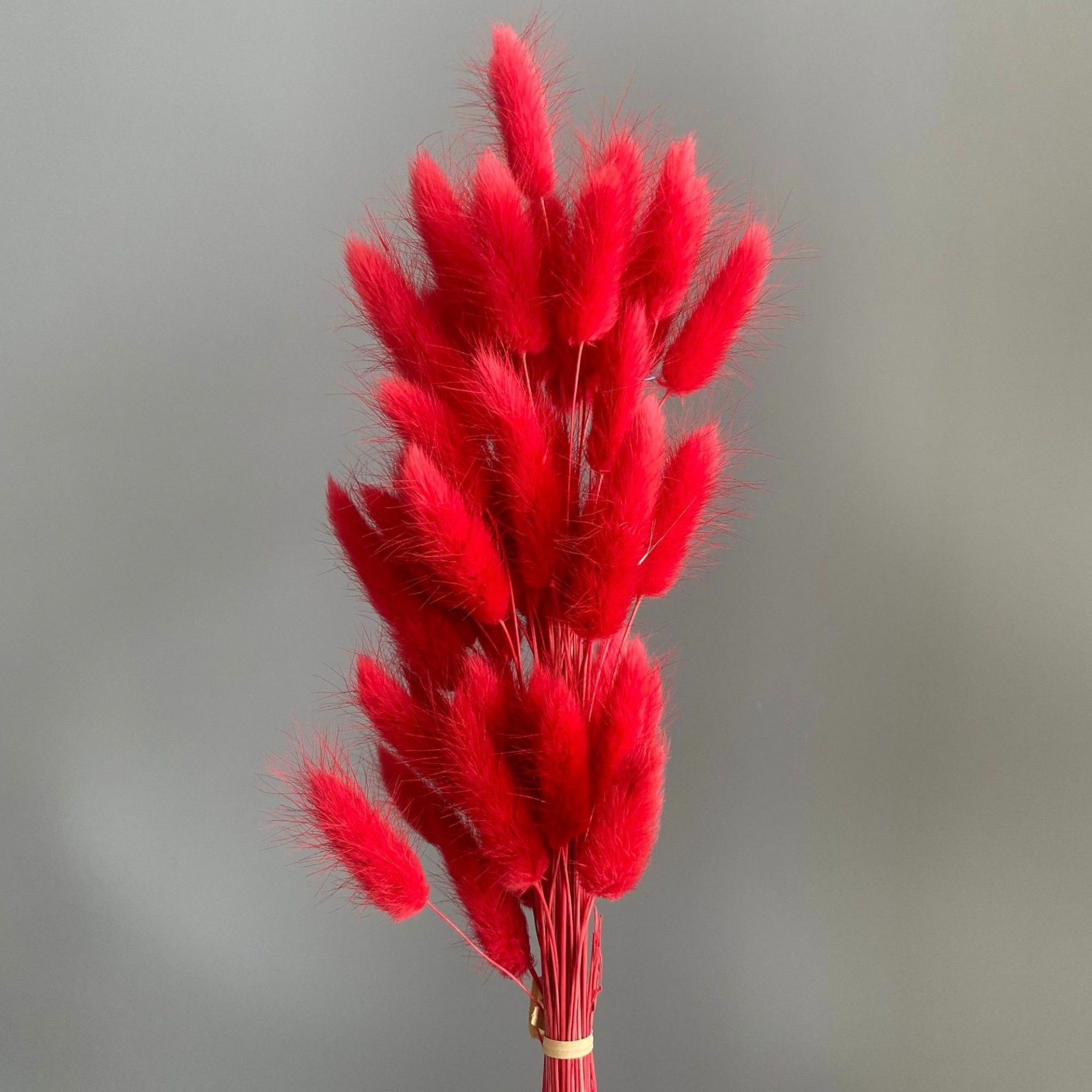 Dried Bunny Tail Grass Stems for Modern Home Decoration and Floral Arrangements, 23.5 Inches - Red