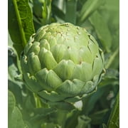 Earthcare Seeds - Artichoke Green Globe 75 Seeds (Cynara Scolymus) Heirloom - Open Pollinated