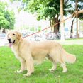thumbnail image 3 of CHUANK Dog Leash Slip Rope Lead Leash Strong Heavy Duty Braided Rope No Pull Training Lead Leashes for Medium Large Dogs, 3 of 6