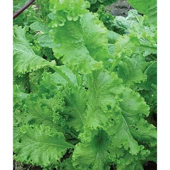 Todd's Seeds - Southern Giant Curled Mustard Seed - 5g Seed Packet