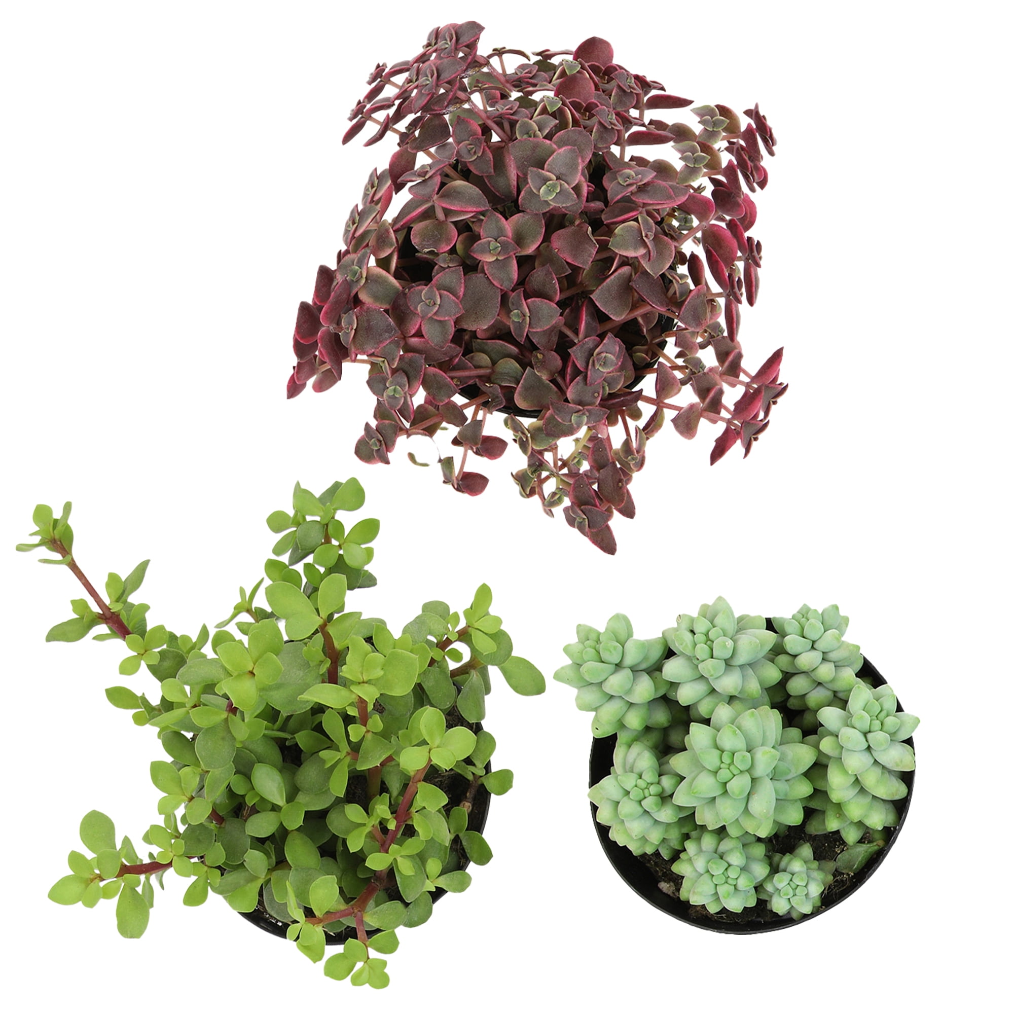 Altman Plants Hanging Succulents Baskets (3-pack) Fun Easy Plants in 3.5 in. Hanging Pots