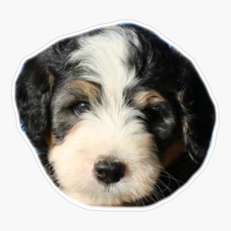 Mini Bernedoodle Dog Art Vinyl Decal Sticker