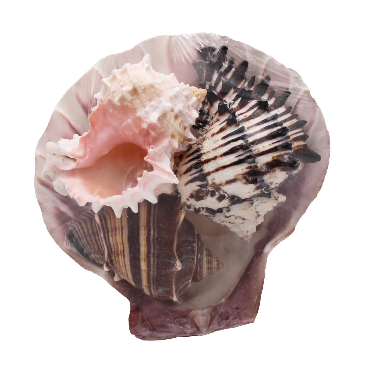 Seashells-Lion's Paw Trio-3 PC