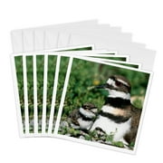 3dRose, Killdeer adult with 2 nestlings, Marion Co., Illinois, 6 Greeting Cards with envelopes