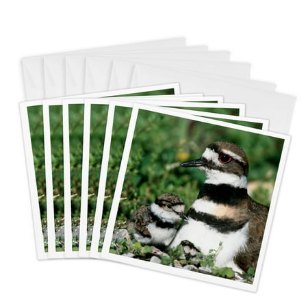 3dRose, Killdeer adult with 2 nestlings, Marion Co., Illinois, 6 Greeting Cards with envelopes