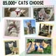 thumbnail image 2 of Juego de arnés y correa para gatos, superajustable, a prueba de fugas, 2 of 6