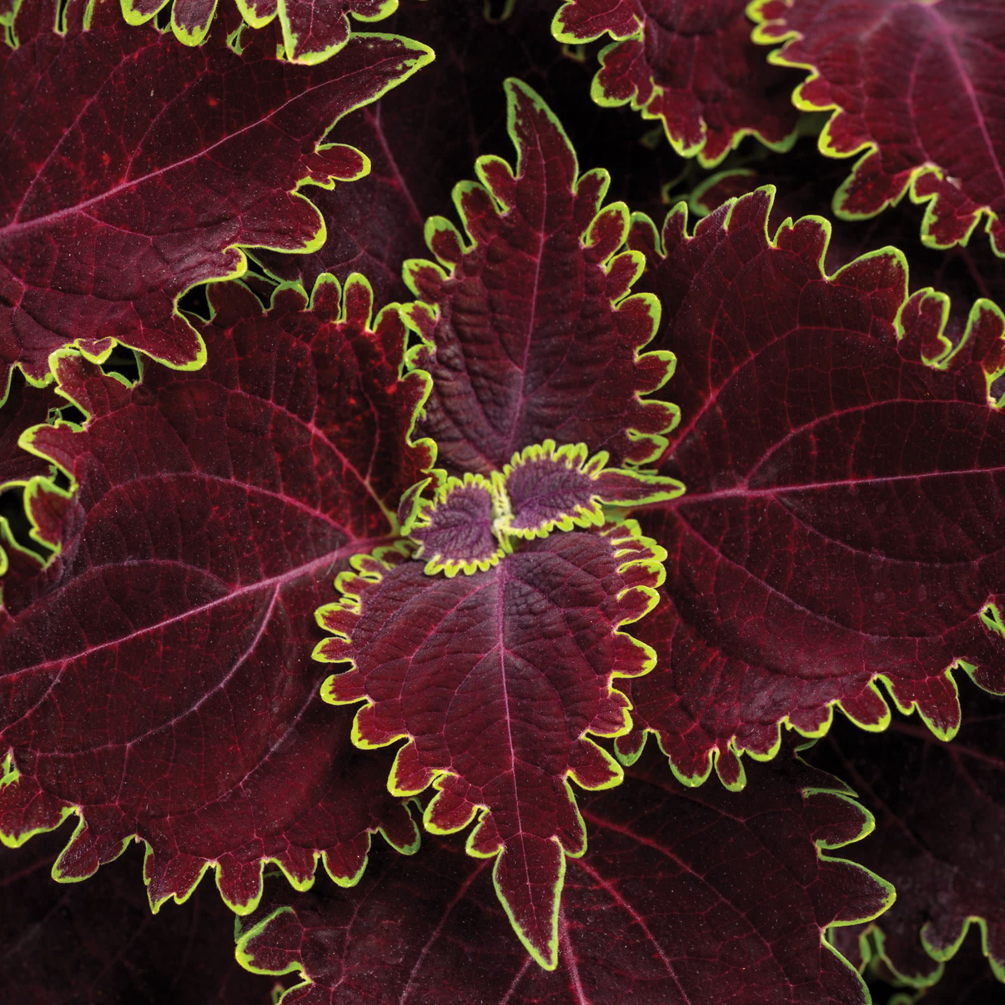 Proven Winners 4" Multicolor ColorBlaze Wicked Witch Coleus Live Plant in 4.25" Pot (4 Count)