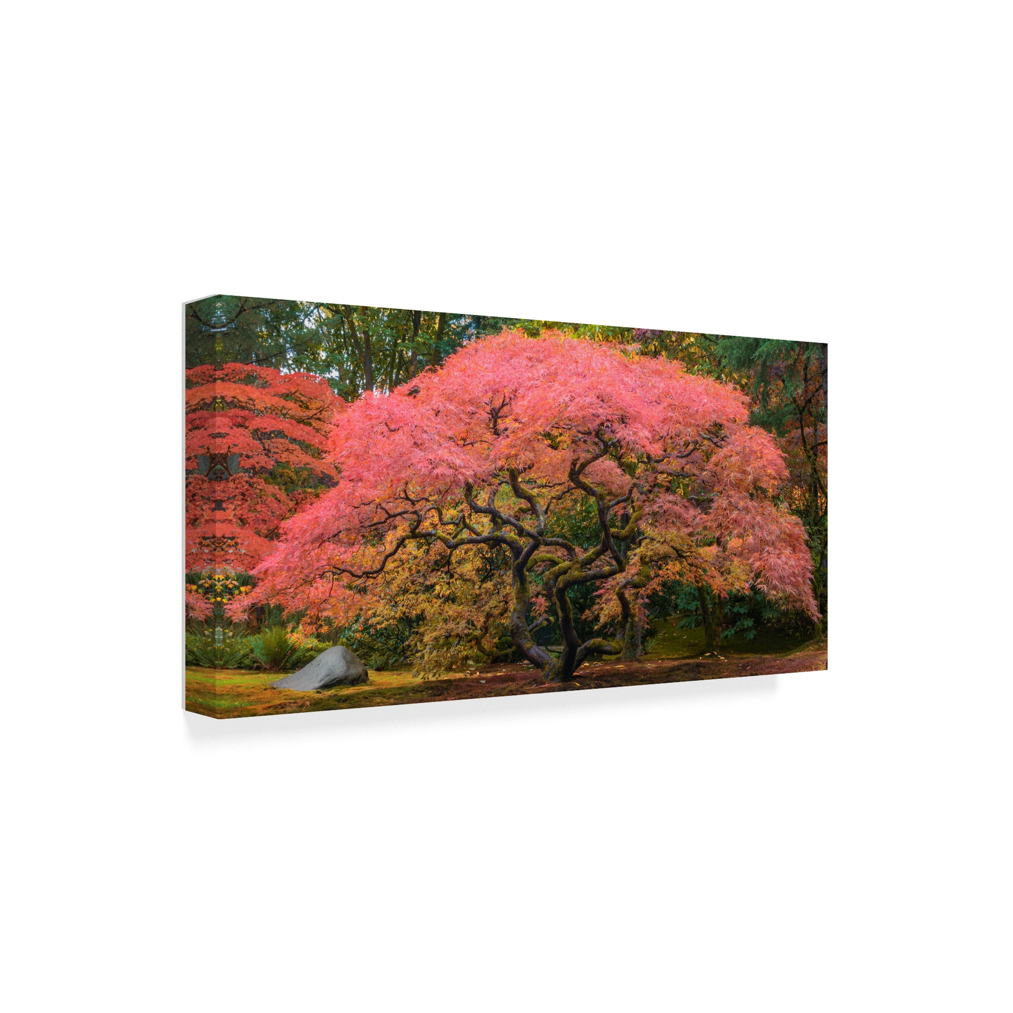 Trademark Fine Art 'Japanese Maple Tree Pink' Canvas Art by Jason Matias