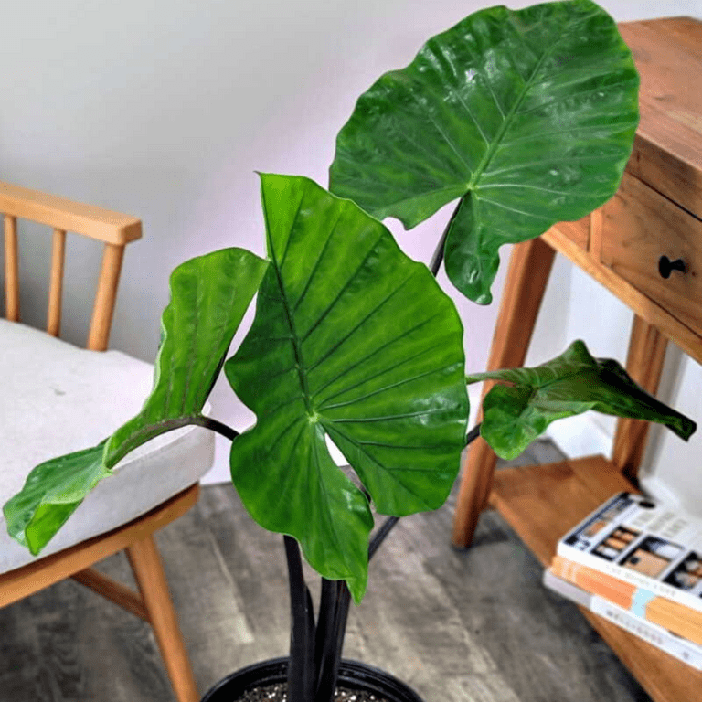wooden plant stand indoor 6 Tier Wooden Plant Stand for Indoor Use