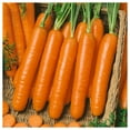 thumbnail image 3 of Everwilde Farms - 1000 Organic Little Finger Carrot Seeds - Gold Vault Jumbo Bulk Seed Packet, 3 of 5