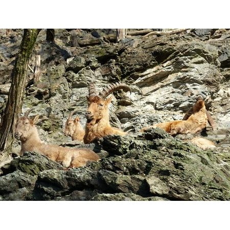 LAMINATED POSTER Stones Fauna Capricorn Animals Resting Zoo Poster Print 11 x (Best Stone For Capricorn)