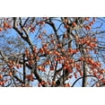 thumbnail image 1 of 5 JAPANESE PERSIMMON Tree Asian Diospyros Kaki Orange Red Fruit Flower Seeds, 1 of 10