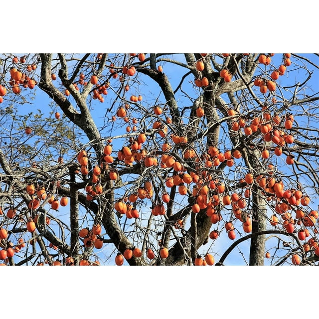 5 JAPANESE PERSIMMON Tree Asian Diospyros Kaki Orange Red Fruit Flower Seeds