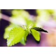 thumbnail image 2 of Japonica Tree, Selective Focus On Green Leaves. Poster Print (34 x 22), 2 of 4