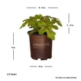 thumbnail image 4 of Southern Living Alabama Sunrise Heucherella Live Perennial in 2.5-Quart Grower Pot, 4 of 11