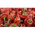 thumbnail image 2 of Poudre de Scotch Bonnet Biologique 100 Grammes, 2 of 9