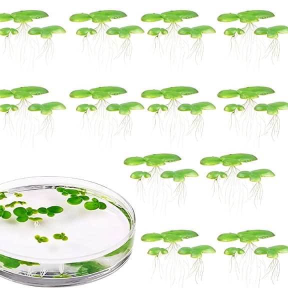 ZULAR 2026 New 2 Pack Floating Plant for Fish Tanks Low Maintenance Environment Decors Floating Duckweed Floating Aquarium Plants