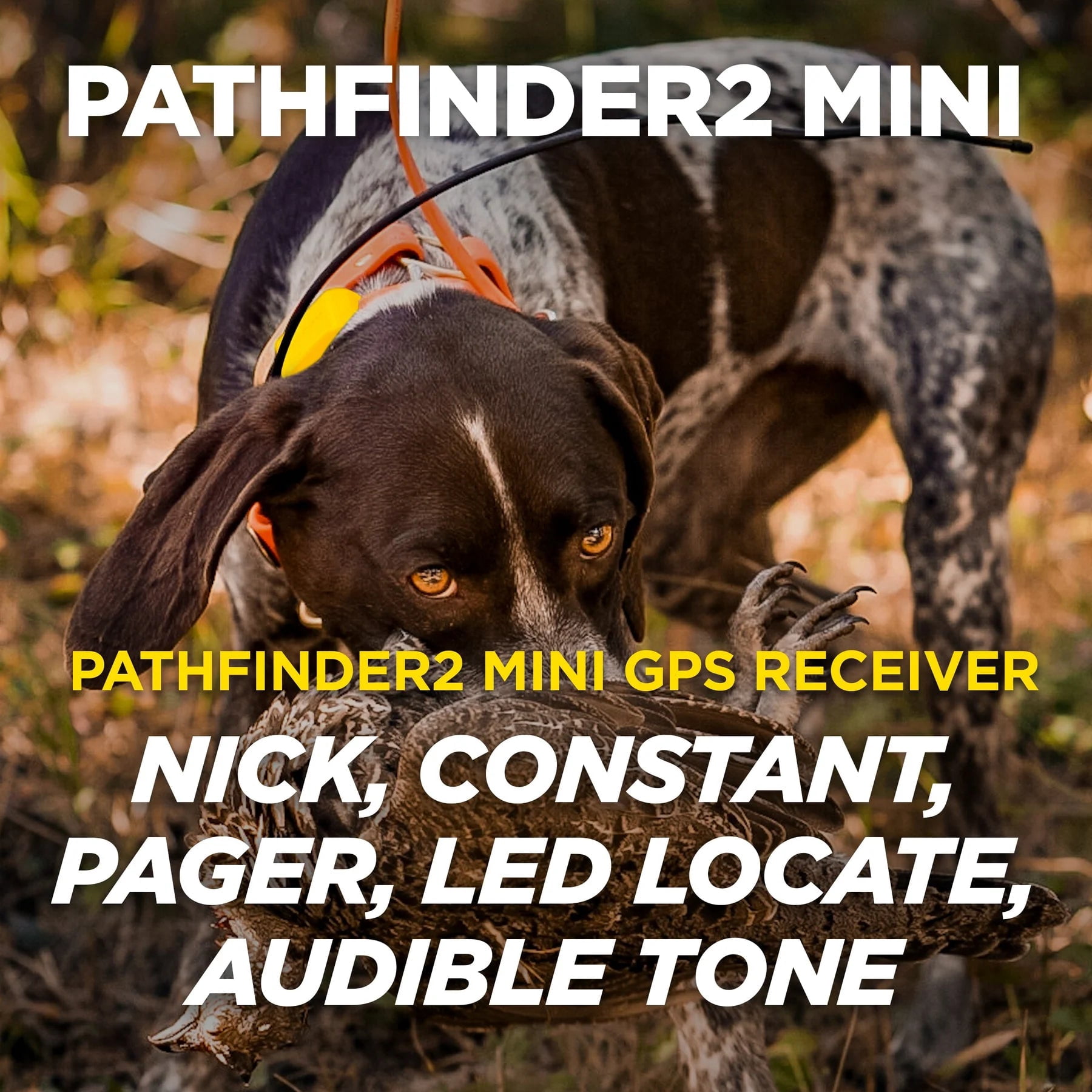 Dogtra PF2 MINI RX GREEN Mini Additional GPS Dog Tracking & Dog Training Collar, Green