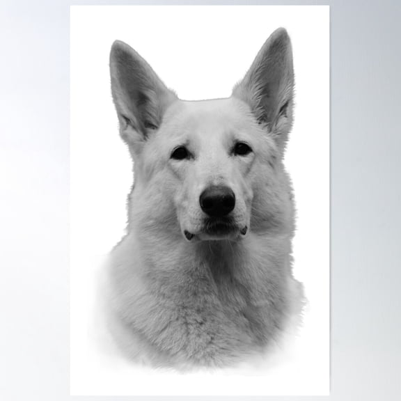 White German Shepherd Poster Wall Art, Modern Wall Decor For Living Room Bedroom, 12x18 UNFRAMED