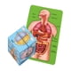 thumbnail image 1 of Rompecabezas de anatomía humana Estructura Niños Niños Juguetes de aprendizaje Rompecabezas, 1 of 7