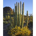 thumbnail image 2 of Talbot Frank, Christopher 26x30 Black Ornate Wood Framed with Double Matting Museum Art Print Titled - Arizona, Organ Pipe Cactus NM, Organ Pipe Cactus, 2 of 4