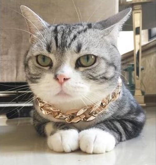 punk cat collar
