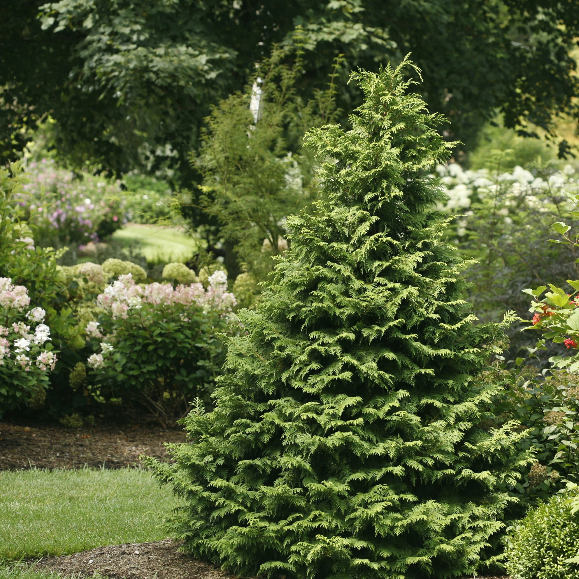 Proven Winners ColorChoice 5" Soft Serve False Cypress Live Plant in 4.5" Pot (4 Count)