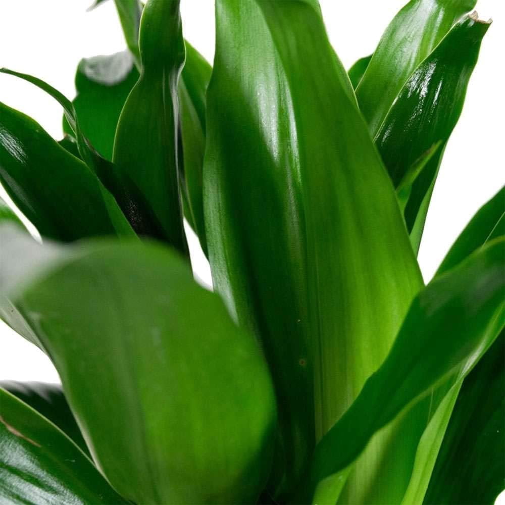 Dracaena Janet Craig - Live Plant in an 10 Inch Growers Pot - Dracaena Deremensis Janet Craig - Beautiful Indoor Air Purifying Houseplant