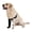 Front right leg, variant on Adjustable Dog Knee Brace with Stabilizers - ACL/CCL Pain Relief & Recovery Support | Breathable Neoprene Brace Universal Fit for Front & Back Legs | For Dogs Post-Surgery & Daily Care