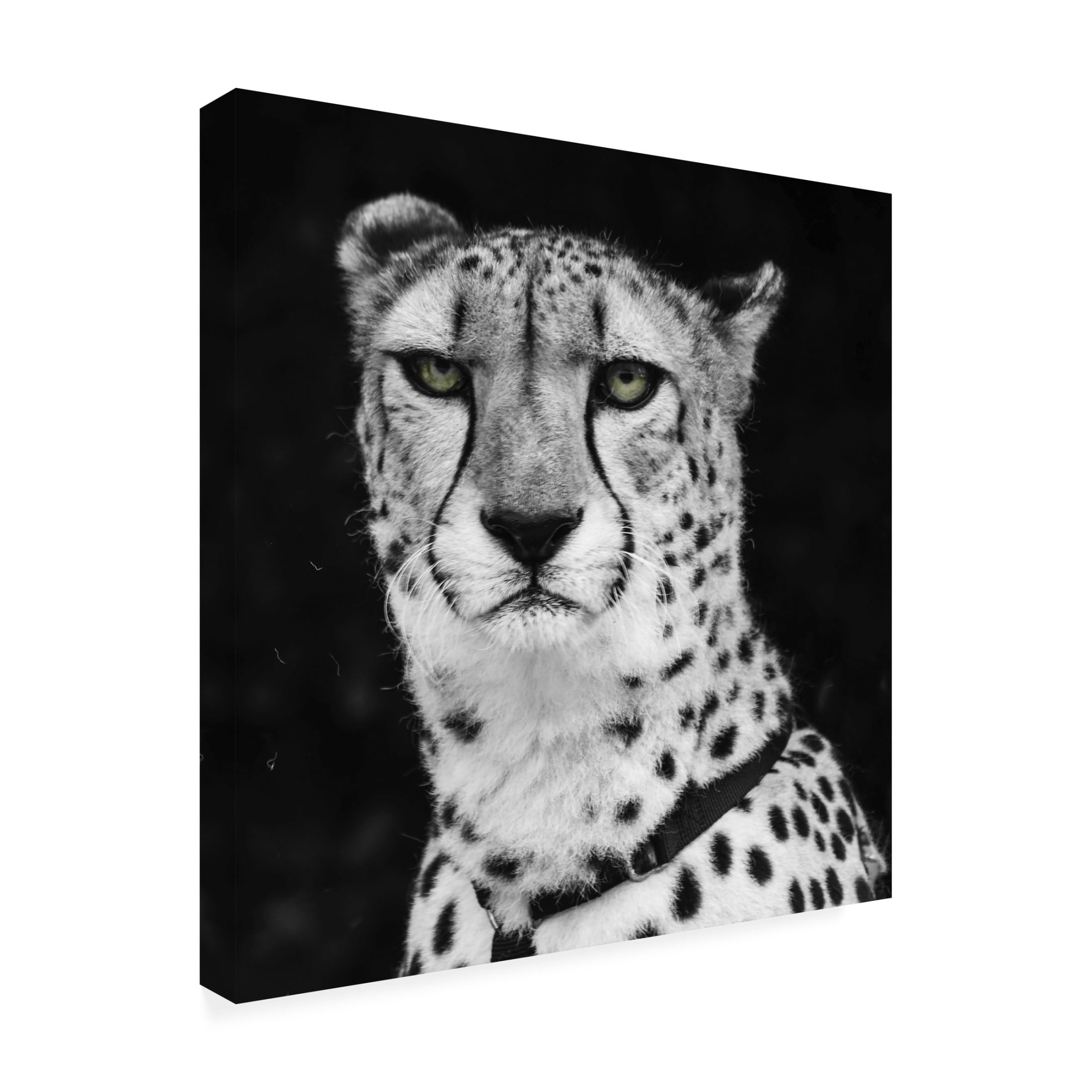 Canvas Wall Art - Decent Exposures 'Cheetah' Wall Art for Living Room, Bedroom, or Office Décor by Trademark Fine Art - 14 x 14 Inches