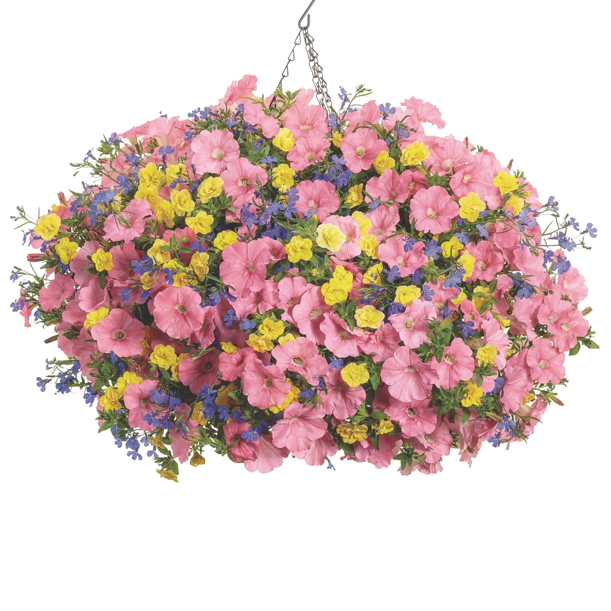 Proven Winners 4" Superbells Double Yellow Calibrachoa Live Plant in 4.25" Pot (4 Count)