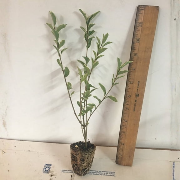 Sinense Ligustrum Live Starter Plant (1 Plant) – Less Than 12 Inches Tall