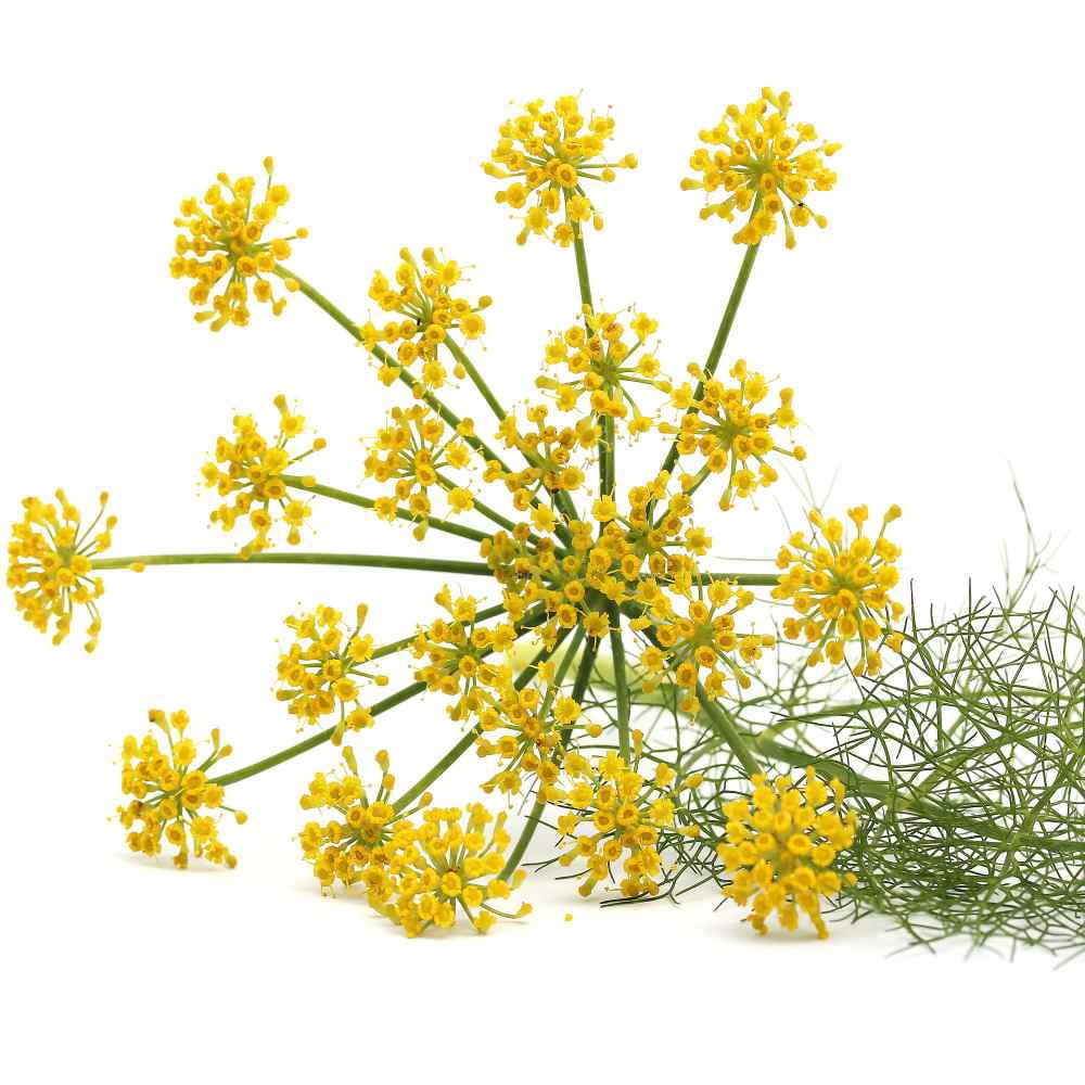 Fennel Seeds - Florence Fennel Herb Seed - 1 LB