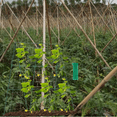 thumbnail image 3 of "4 Pack Heavy Duty Garden Trellis Netting (70.87x35.43 Inch) - Thickened Nylon Plant Support for Tomatoes, Cucumbers, Peas, Flowers & Morning Glory Vines - Limited Time Offer!", 3 of 8