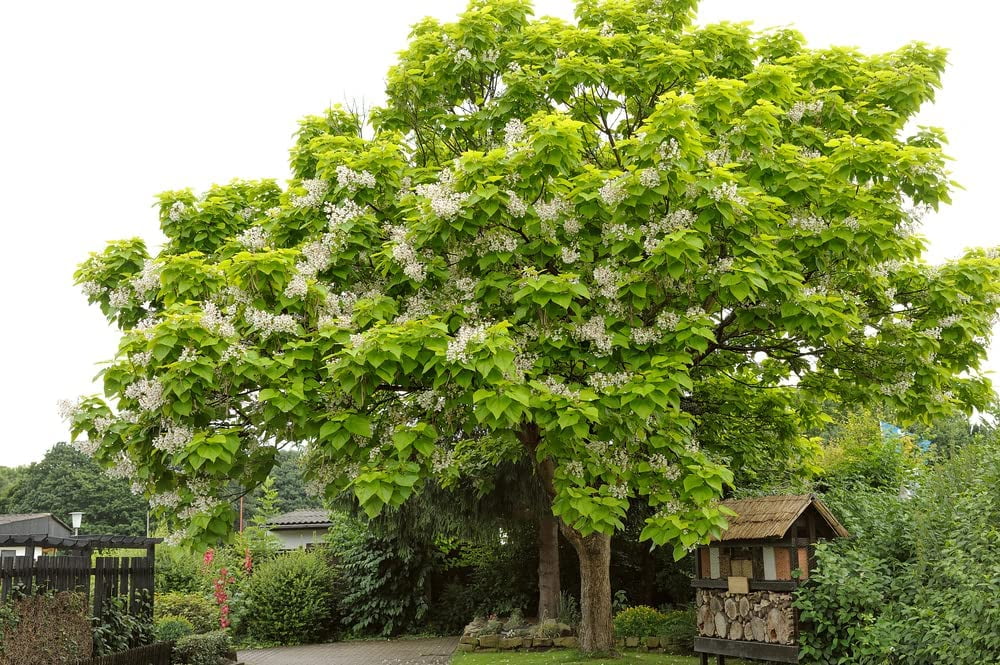 CZ Grain 50 Catalpa Plant Seeds, Beautiful Tree Chile | Ubuy