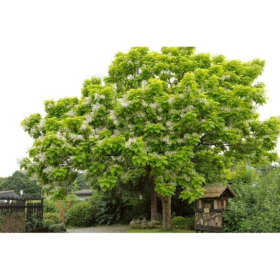 CZ Grain 100 Catalpa Plant Seeds, stunning spring blooms