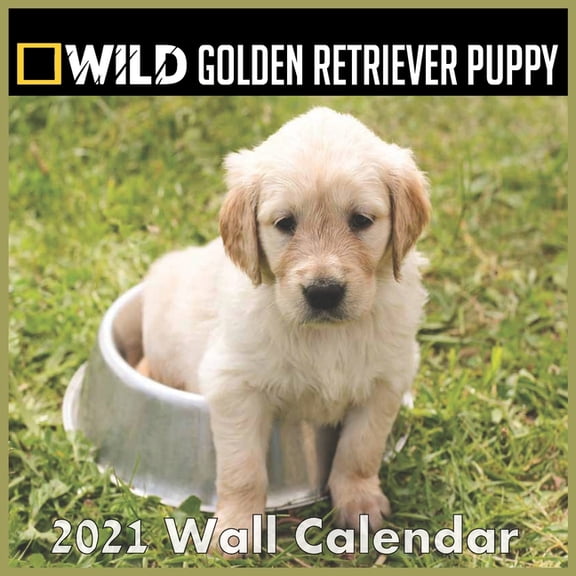 Puppys Golden retriever Calendar 2021 : Puppys Golden retriever Calendar 2021 "8.5x8.5" Inch 16 Months JAN 2021 TO APR 2022 finished adn Glossy (Paperback)