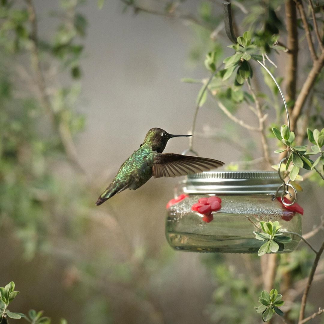 Wild Wings Mason Jar Glass Hummingbird Feeder