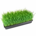 thumbnail image 2 of 50 Plant Growing Trays (No Drain Holes) - 20" x 10" - Perfect Garden Seed Starter Grow Trays: For Seedlings, Indoor Gardening, Growing Microgreens, Wheatgrass & More - Soil or Hydroponic, 2 of 2