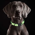 thumbnail image 3 of Collar de perro reflectante: relleno y color/costuras reflectantes para hacer este collar., 3 of 5