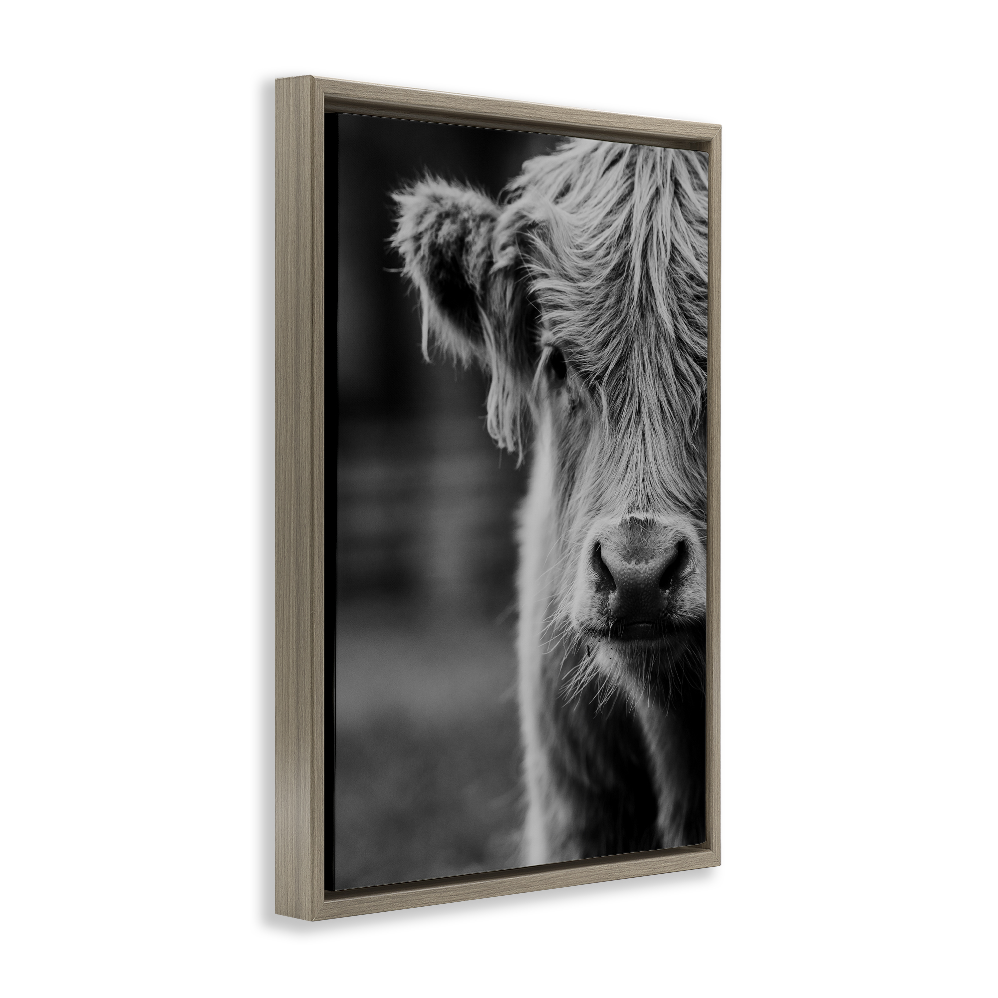 Baby Cow Face Brown Framed Floater Canvas Wall Art, design by Amy Carroll
